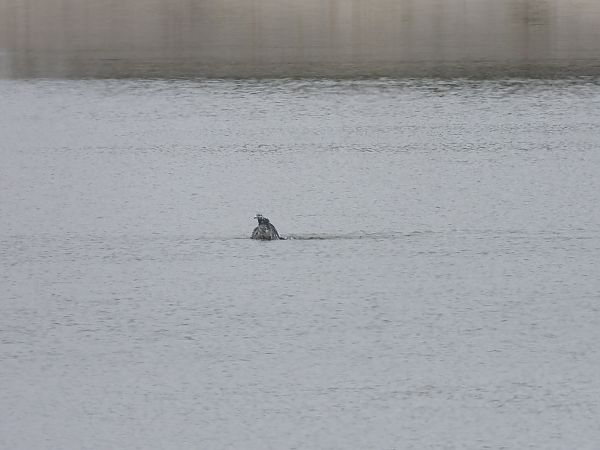 Pigeon biset domestique 