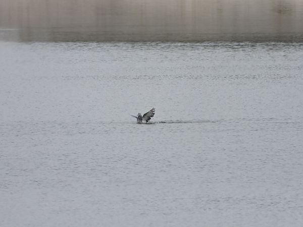 Pigeon biset domestique 