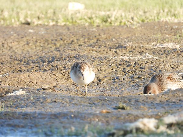 Bécasseau de Temminck 