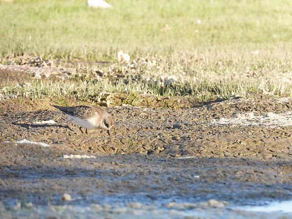 Bécasseau de Temminck 