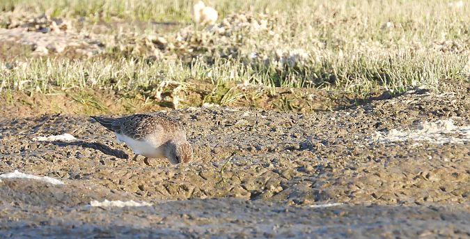 Bécasseau de Temminck  - Jarosław Słowikowski
