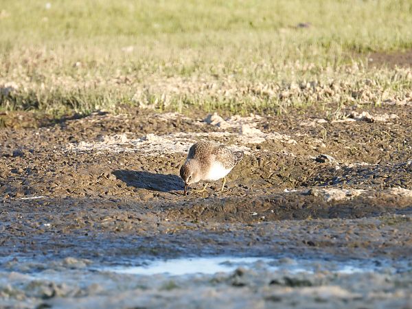 Bécasseau de Temminck 
