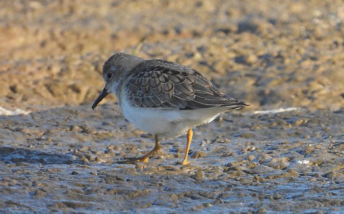 Bécasseau de Temminck 