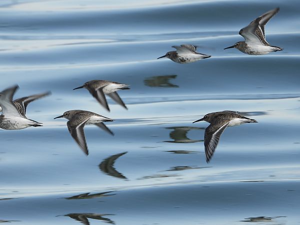 Alpenstrandläufer  - Jarosław Słowikowski