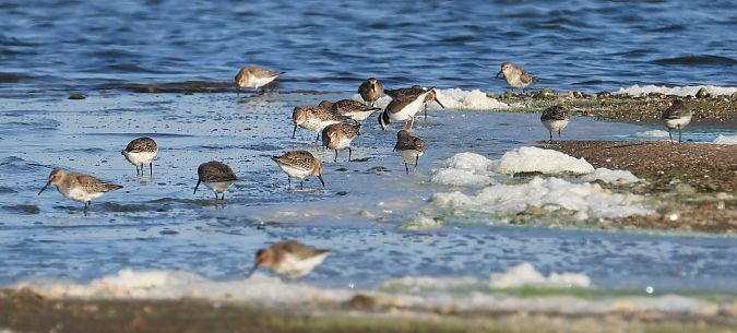 biegus zmienny  - Jarosław Słowikowski