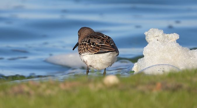 Bécasseau variable  - Jarosław Słowikowski