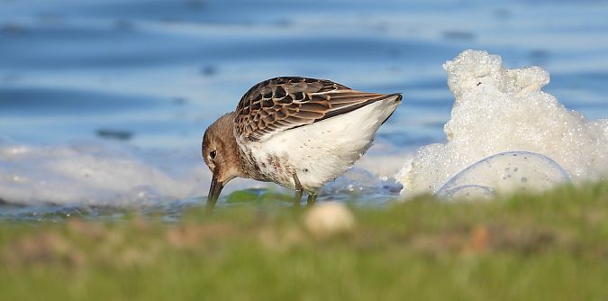 Bécasseau variable  - Jarosław Słowikowski