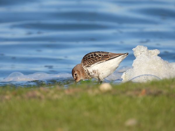 Bécasseau variable  - Jarosław Słowikowski