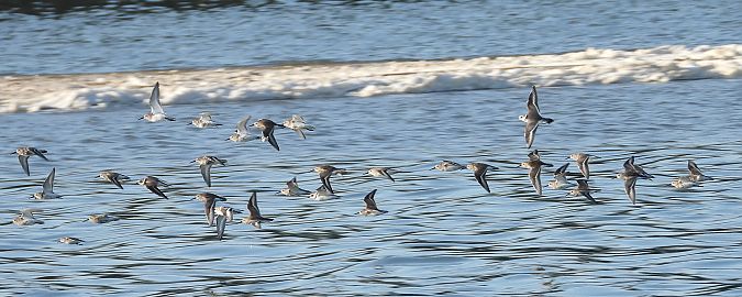 Bécasseau variable  - Jarosław Słowikowski