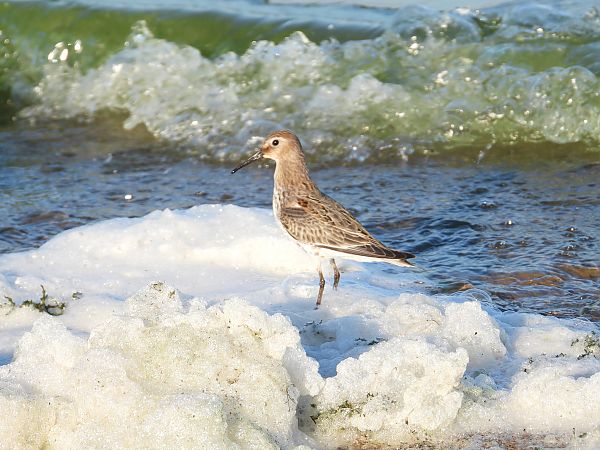 Bécasseau variable  - Jarosław Słowikowski