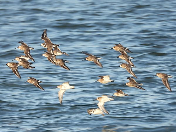 Bécasseau variable  - Jarosław Słowikowski