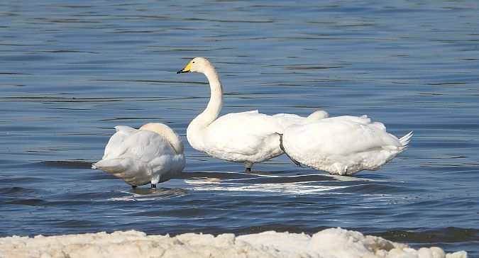 Whooper Swan 