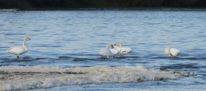 Cygne chanteur 
