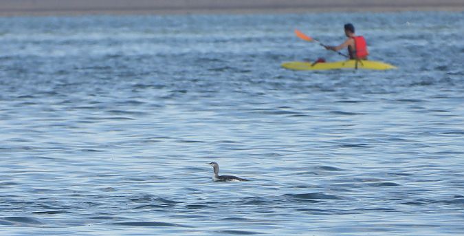 Red-throated Loon 