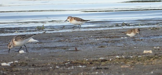 Sanderling 