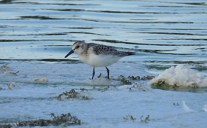 Sanderling 