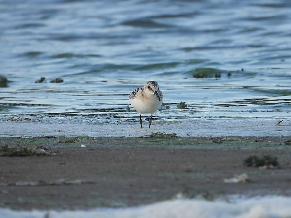 Bécasseau sanderling 