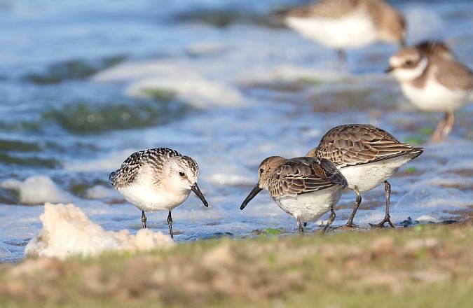 Sanderling 
