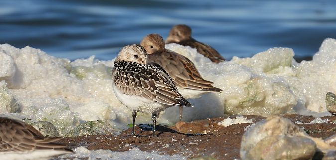 Sanderling 