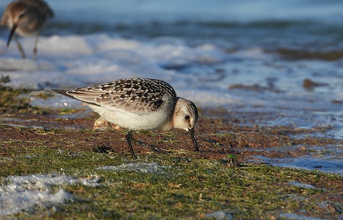 Bécasseau sanderling 