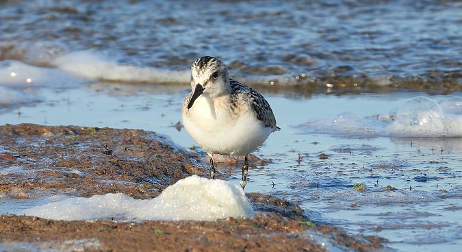 Bécasseau sanderling 