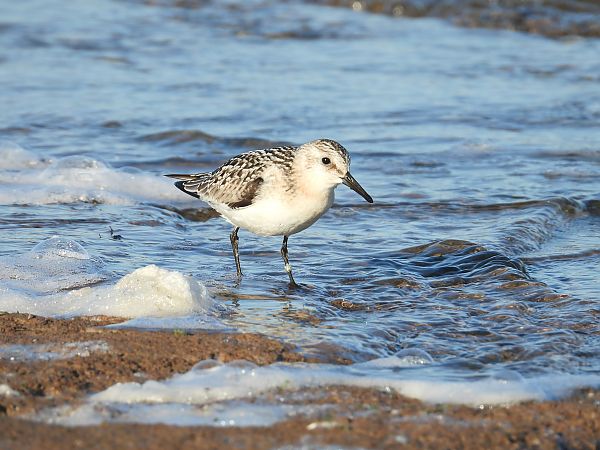 Bécasseau sanderling 