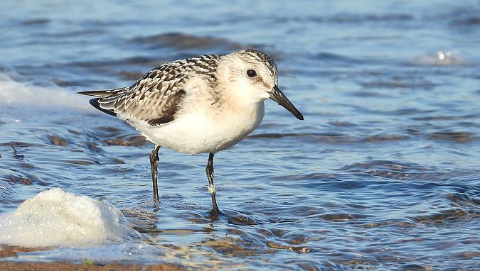 Sanderling 