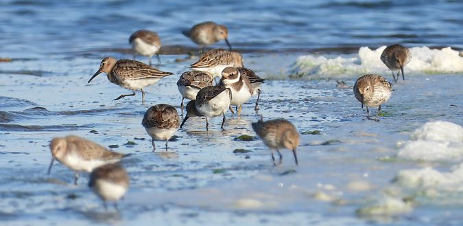 sieweczka obrożna  - Jarosław Słowikowski
