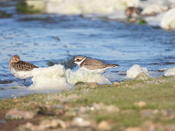 Sandregenpfeifer  - Jarosław Słowikowski