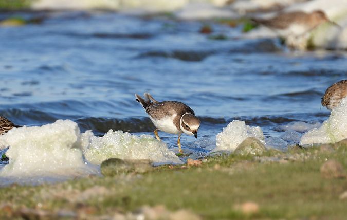 Grand Gravelot  - Jarosław Słowikowski