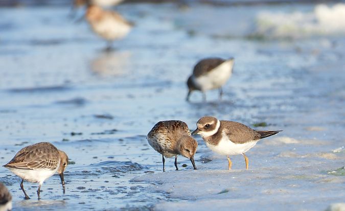 sieweczka obrożna  - Jarosław Słowikowski