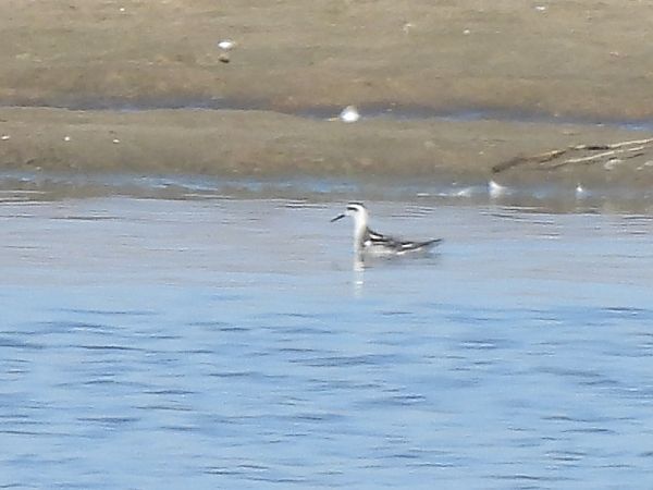 Phalarope à bec étroit 