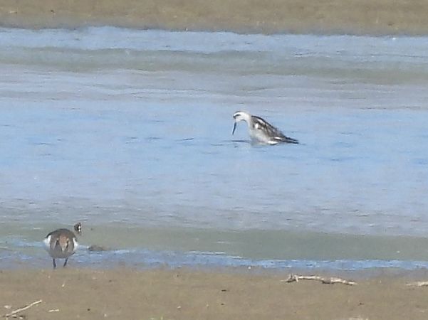 Phalarope à bec étroit 