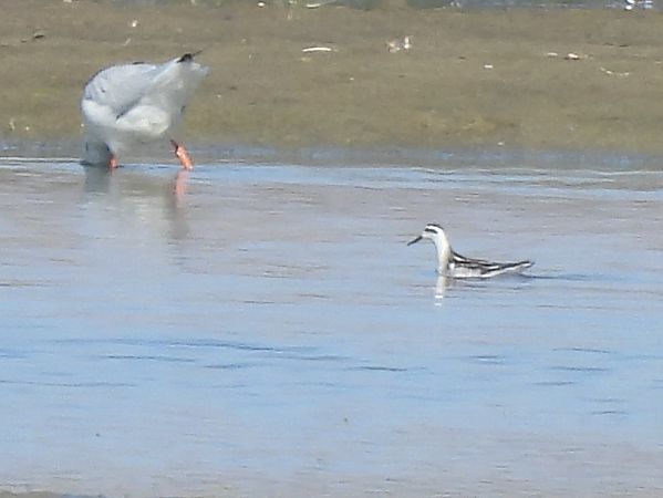 Phalarope à bec étroit 