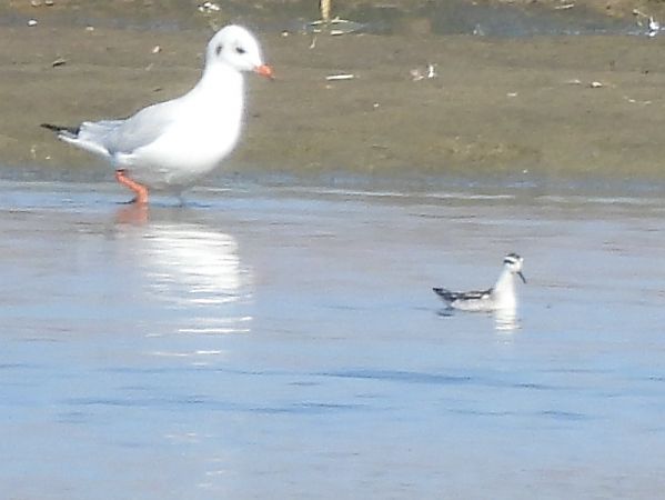Phalarope à bec étroit 