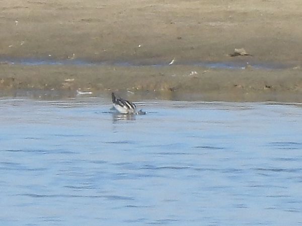 Phalarope à bec étroit 