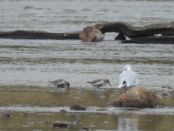 Bécasseau variable 