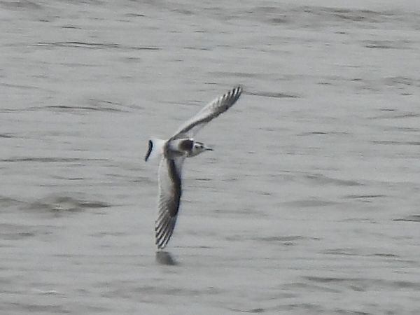 Mouette pygmée 