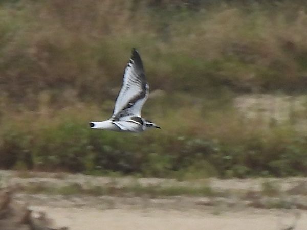 Mouette pygmée 
