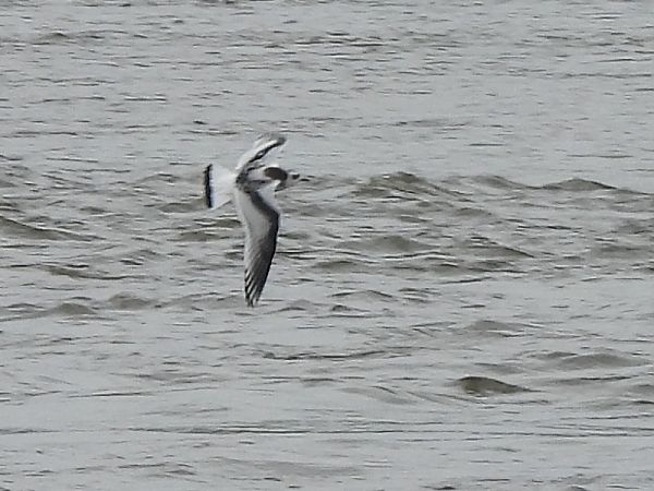 Mouette pygmée 