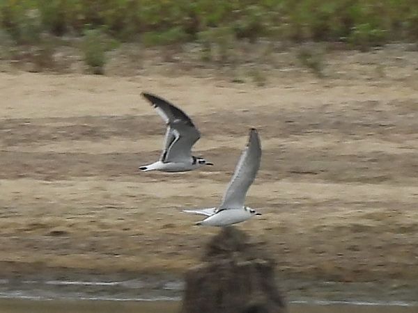 Mouette pygmée 