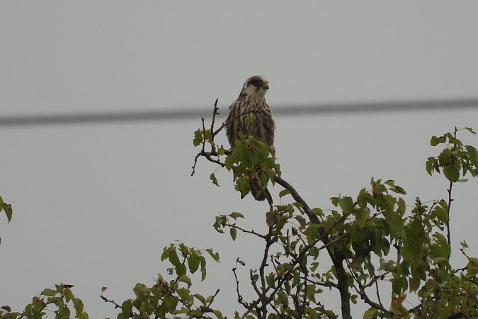 Red-footed Falcon  - Łukasz Krawczyk