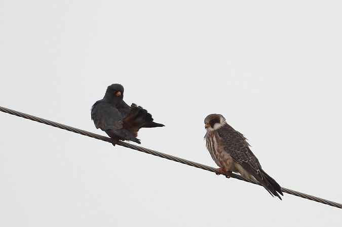 Red-footed Falcon  - Łukasz Krawczyk