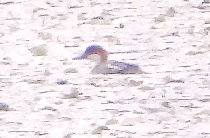 Smew  - Łukasz Krawczyk