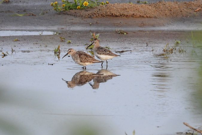 biegus zmienny  - Łukasz Krawczyk