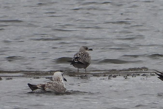Lesser Black-backed Gull  - Łukasz Krawczyk