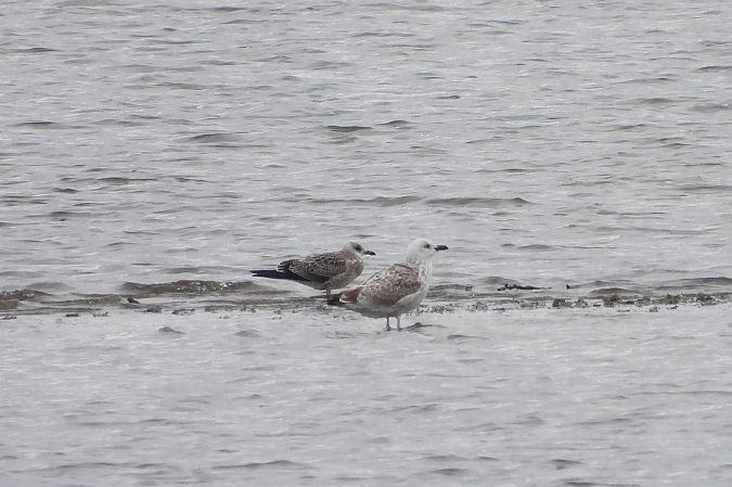 Goéland brun  - Łukasz Krawczyk