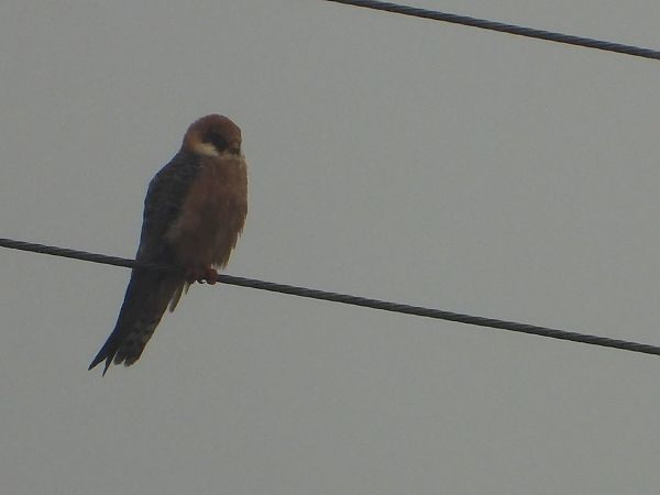 Red-footed Falcon 