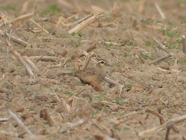 Eurasian Dotterel 