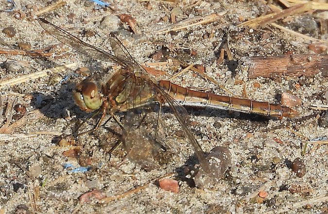Gemeine Heidelibelle  - Paweł Ratajczak